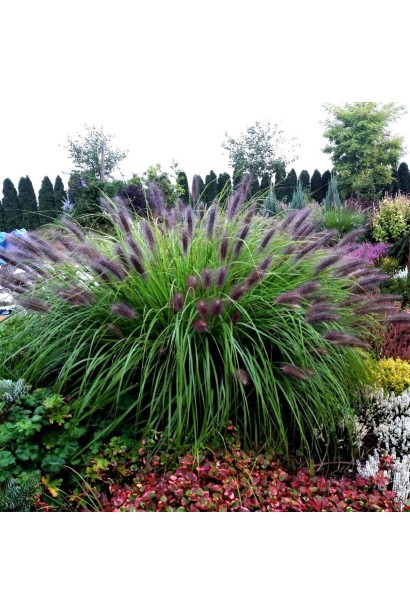 Пенісетум лисохвостий `Блек Б`юті` в ландшафті